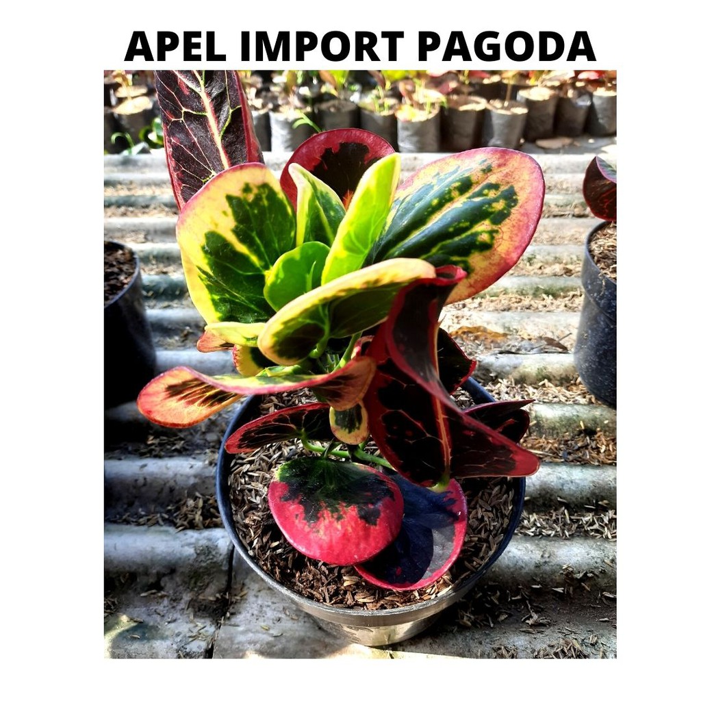 PURING APEL PAGODA WARNA CERAH HARGA MURAH