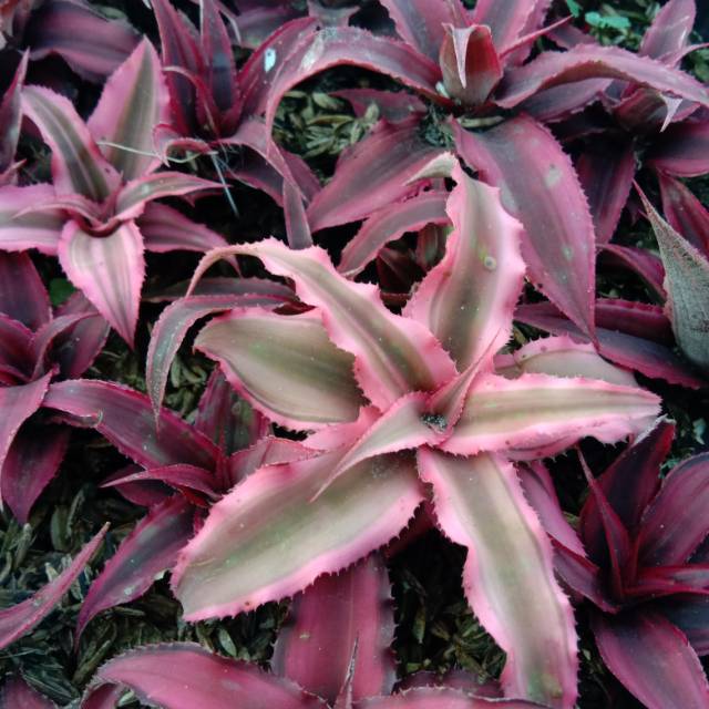 Cryptanthus