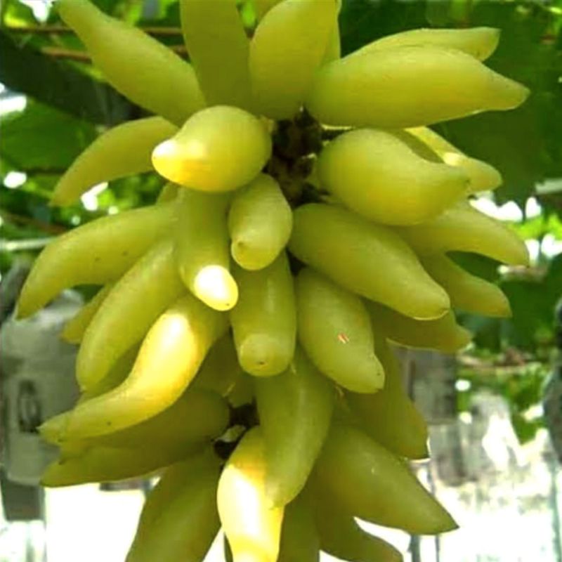 ANGGUR IMPORT BANANA DIJAMIN VALID BISA COD