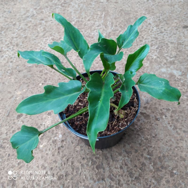 Philodendron Xanadu