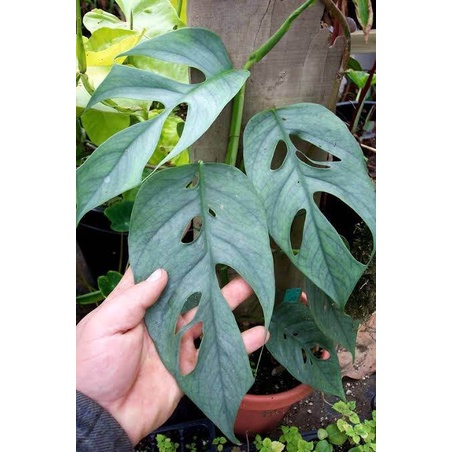 CEBU BLUE EPRIPEMNUM TANAMAN BUNGA PHILODENDRON READY TANAMAN BUNGA HIDUP