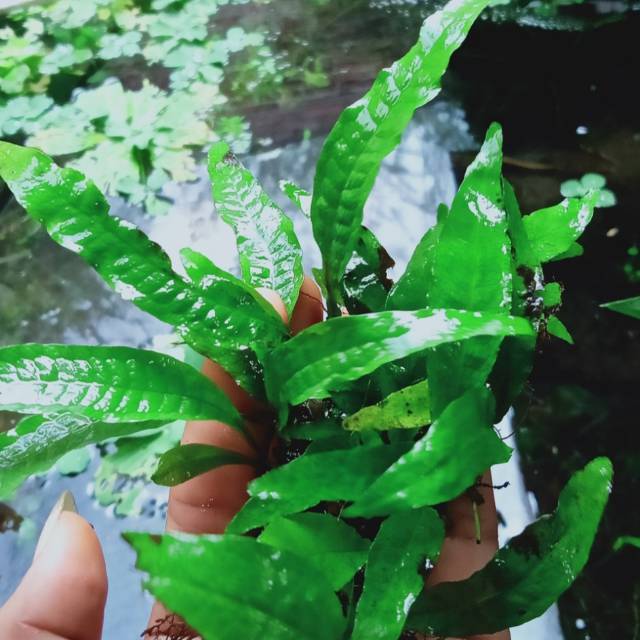Java fern /Kadaka ukuran medium per ikat