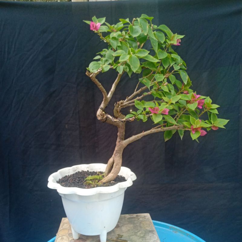 Bougenville Singapur