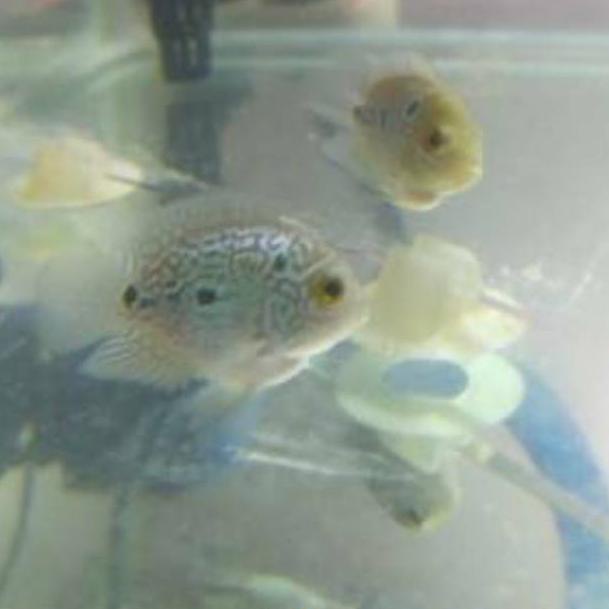 PROMO Ikan louhan bonsai srd / louhan srd bonsai /ikan louhan unik (ART. 3884)
