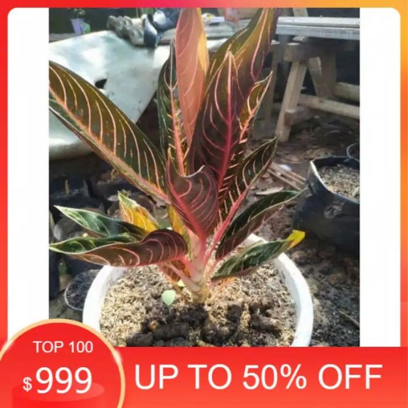 bonggol aglonema red sumatra