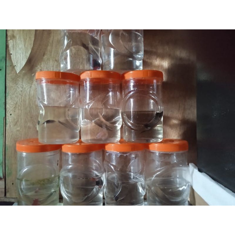 1 Pack wantong original