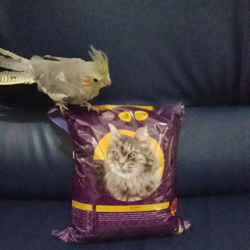 Bolt makanan kucing/pakan kucing/makanan kucing/bolt/bolt 1kg/pakan kucing 1kg/bolt kucing