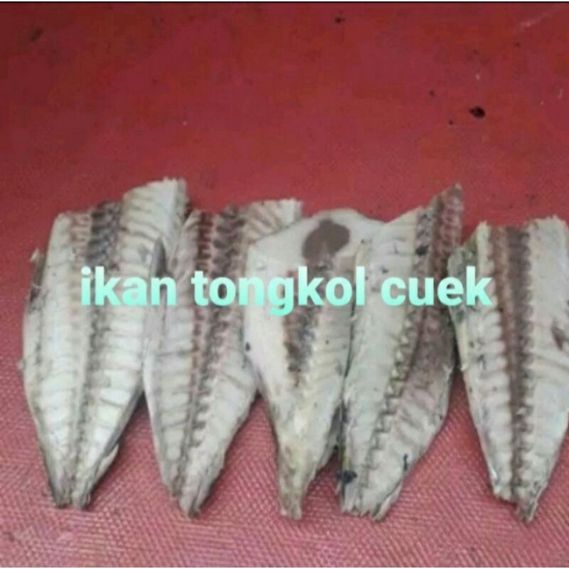 

ikan cuek tongkol 1biji