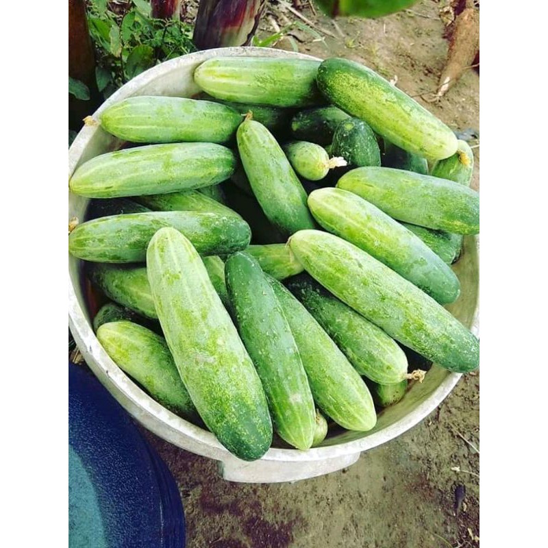

TIMUN LOKAL ASLI PERKEBUNAN MURAH 1 KG