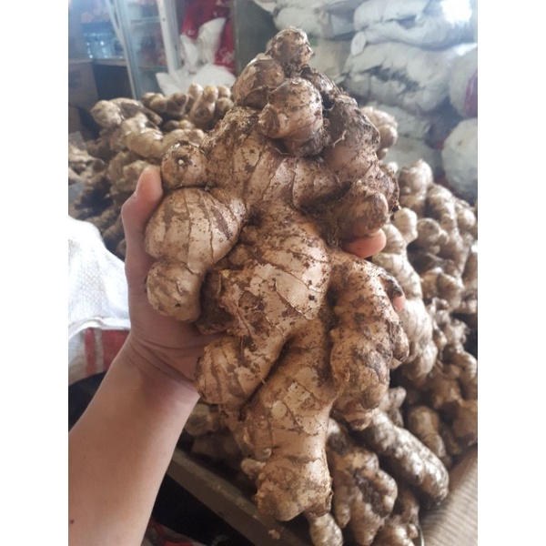 

Jahe Putih Medan Super Pilihan