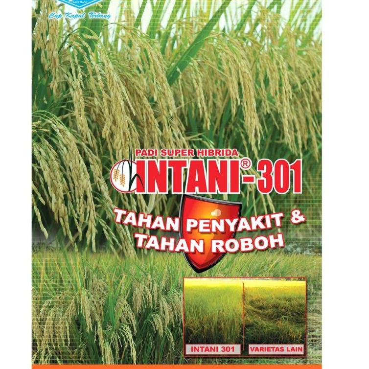 Benih padi Hibrida Inpari 301 Produksi Tinggi & Tahan Penyakit panen Genjah 357