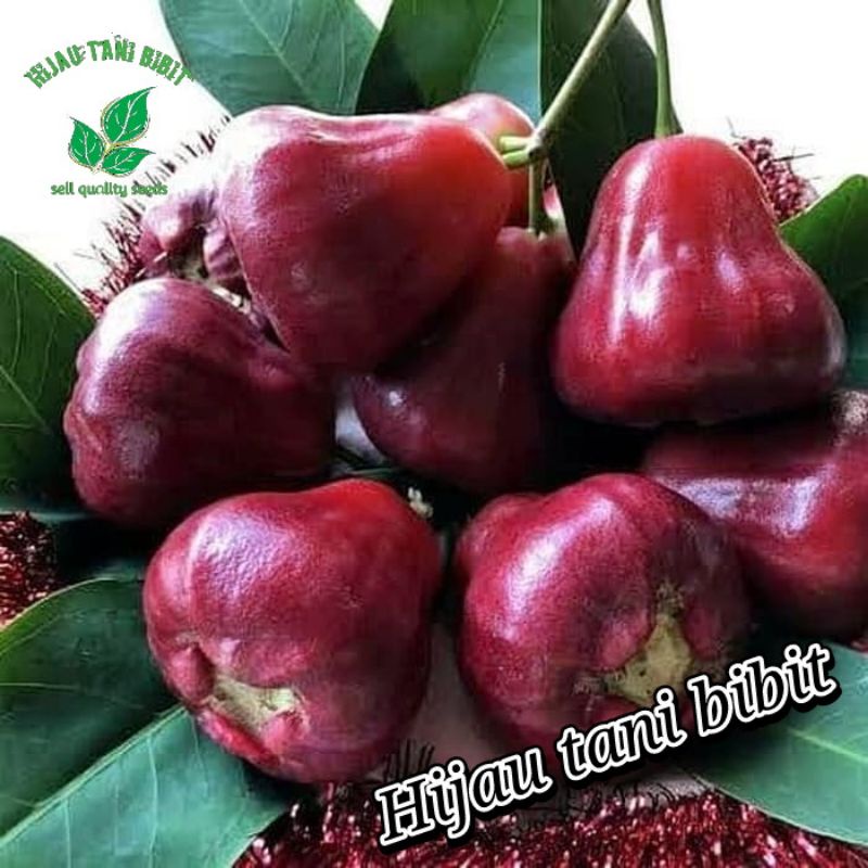 

Bibit Jambu Air Black KingKong Asli Buatan Sendiri