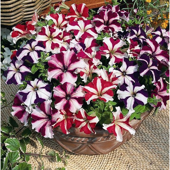 Benih Bibit Biji - Bunga Petunia Nana Compacta Stars Mixed Flower Seeds - IMPORT