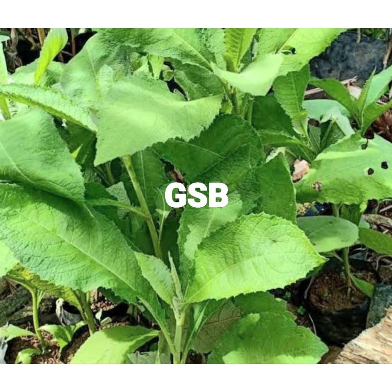 

Daun sembung segar asli petik langsung 500 gram