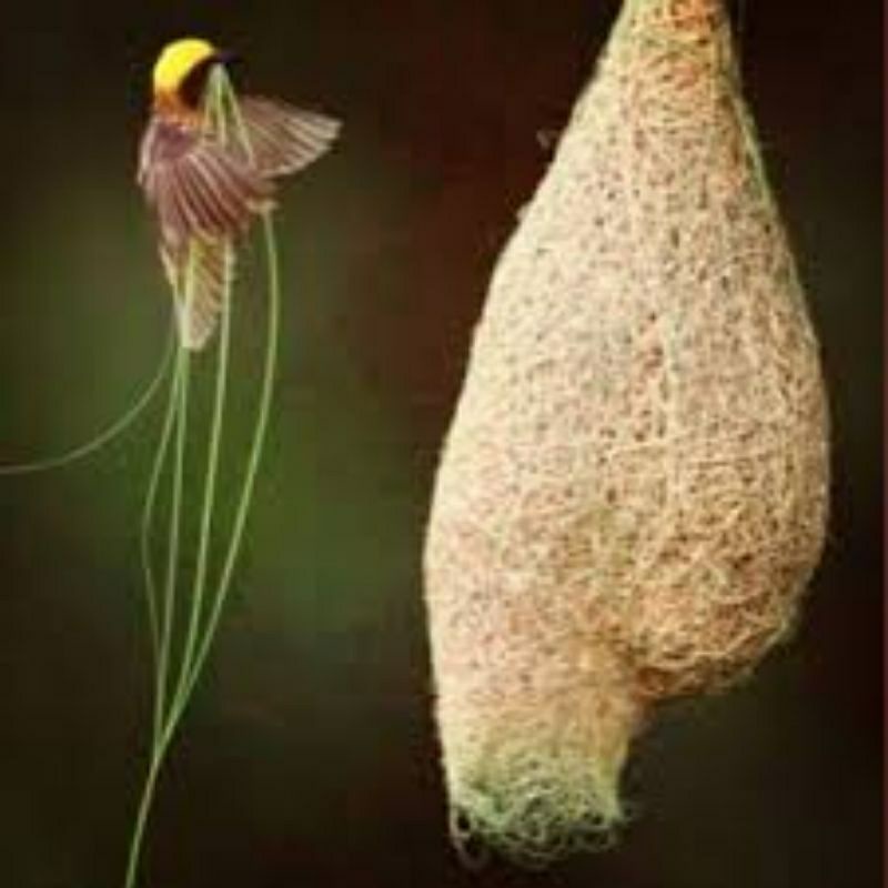 sarang burung manyar/pintau original