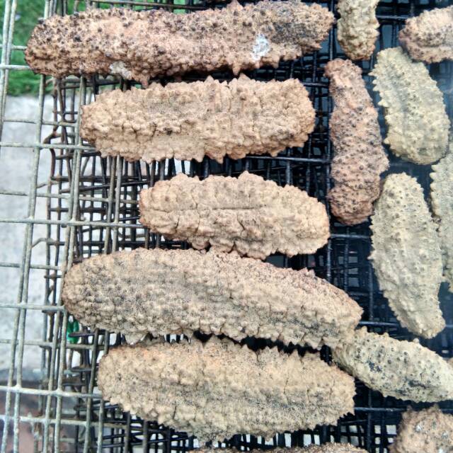 Tanpa ongkir /Teripang duri /gamat/haisim