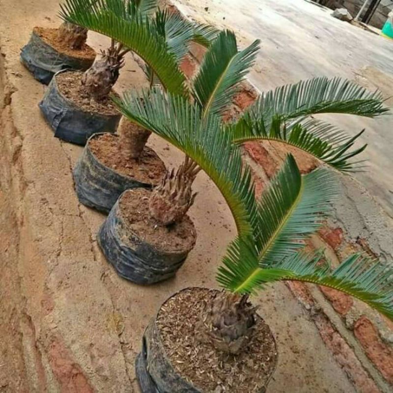 Tanaman/pohon hias palm sikas murah