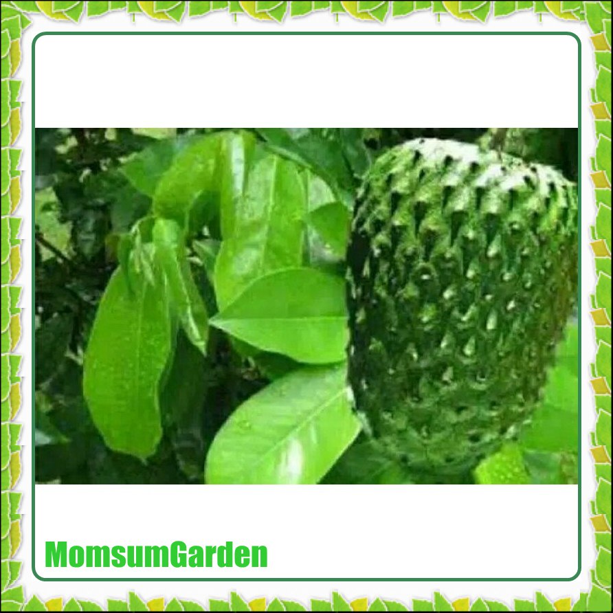 

Daun sirsak segar 100 gram