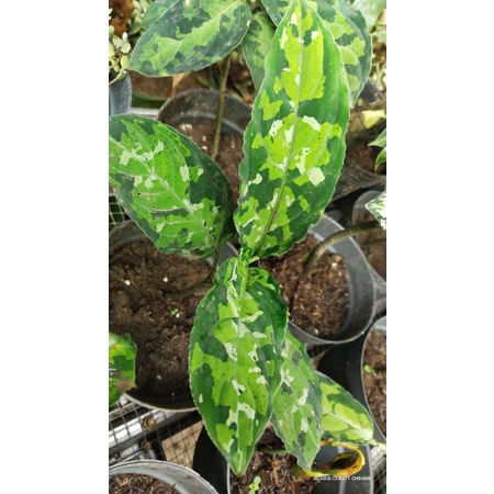 Aglonema Pictum Tricolor