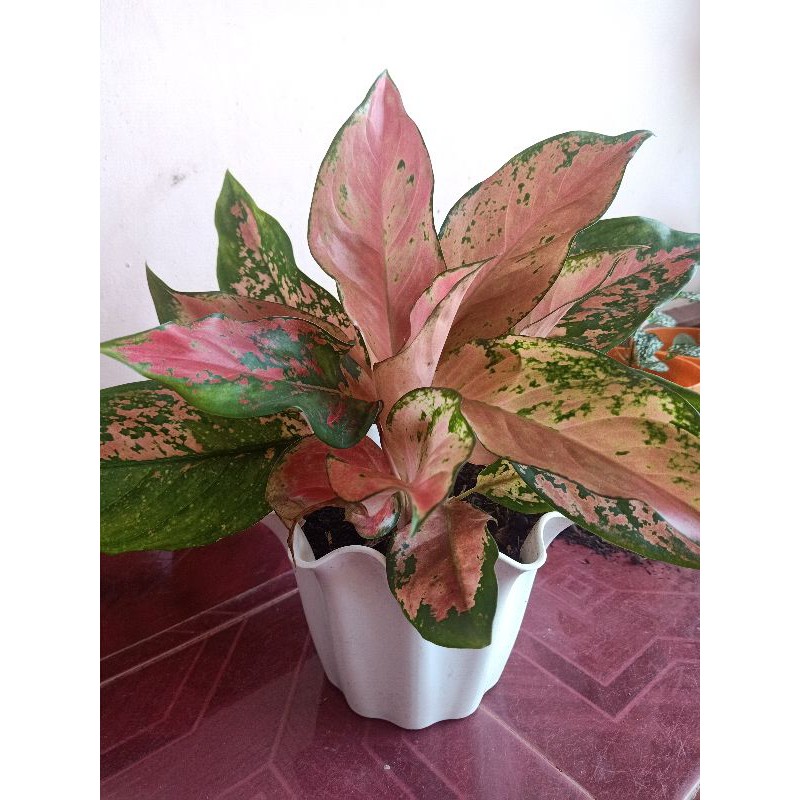 aglonema kochin indukan rumpun besar bawa anak 7 (5 sudah berdaun, 2 jarum)