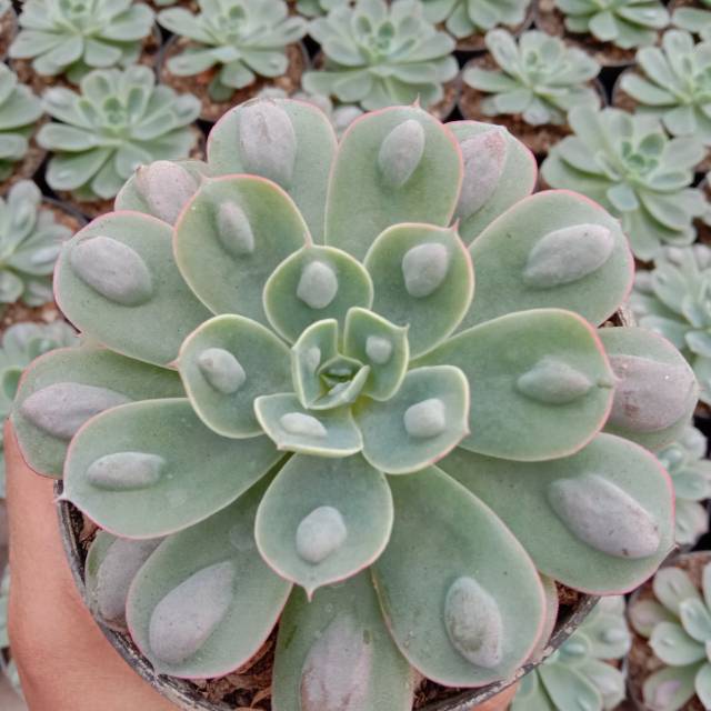 Sekulen raindrof , sukulen echeveria