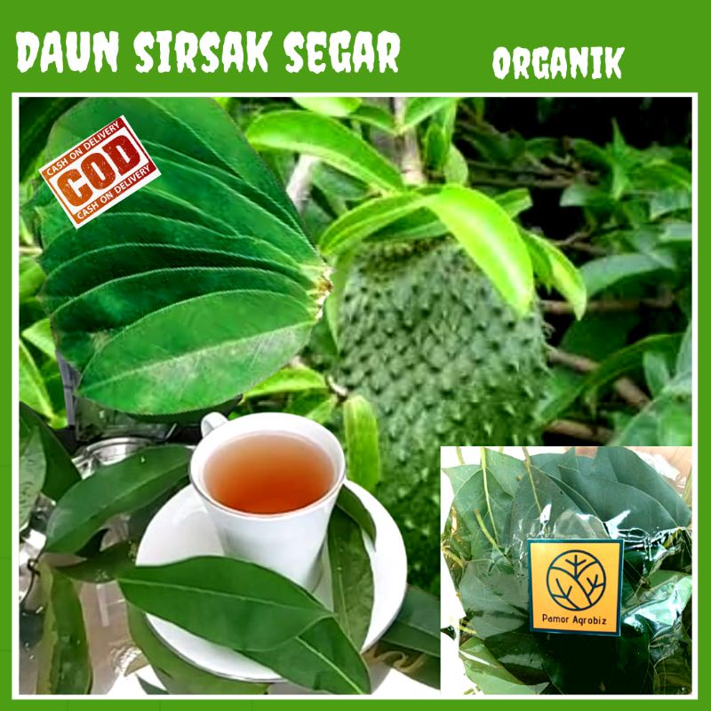 

Daun Sirsak Segar Alami Herbal Tradisional Murah untuk Kesehatan Tubuh