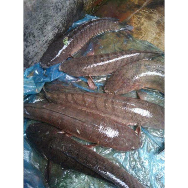 

Ikan Gabus Hidup