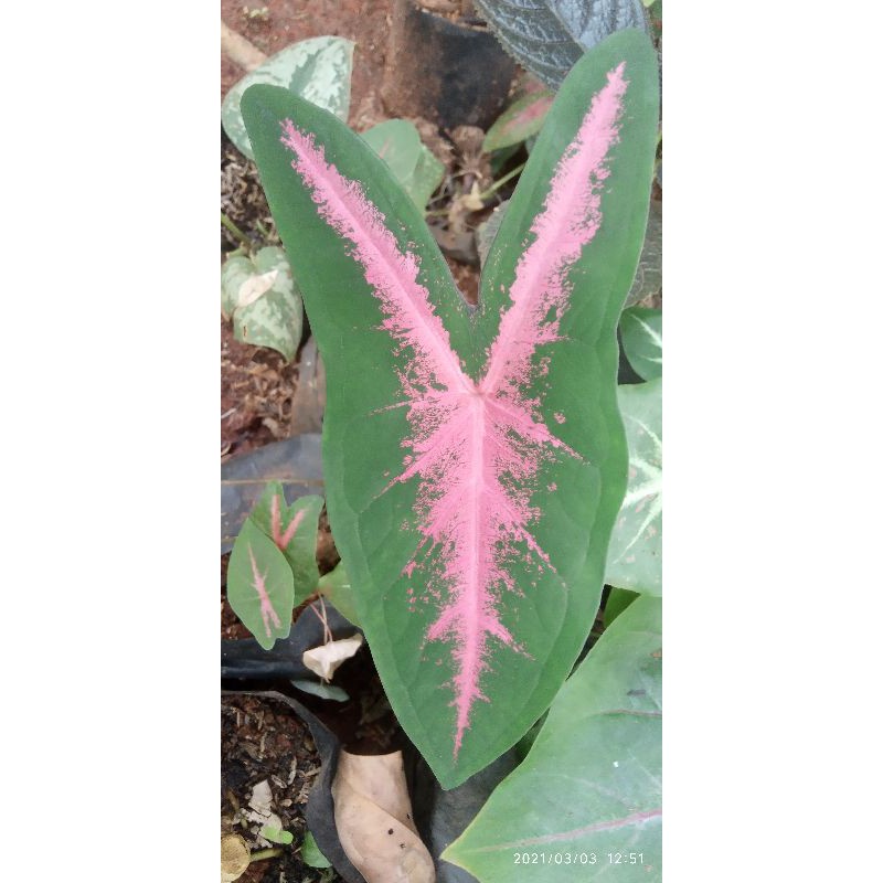 KELADI LIPSTICK/CALADYUM PINK RABBIT