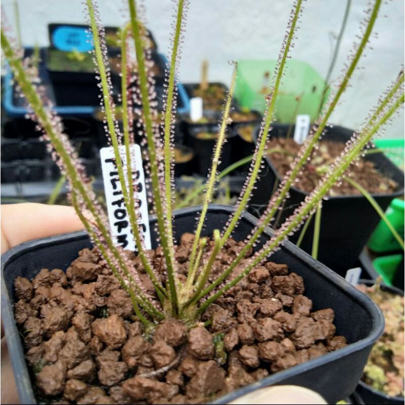 Drosera Filiformis Drosera Filliformis Sundew