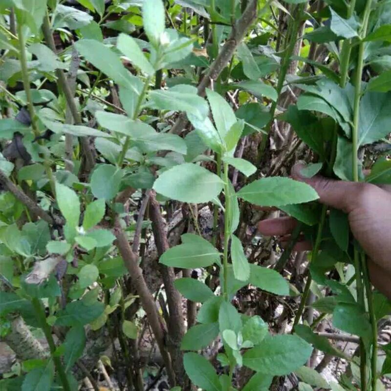 DAUN BELUNTAS ATAU BATANG BELUNTAS