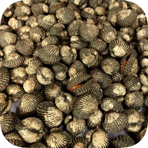 

Kerang Dara 500 g