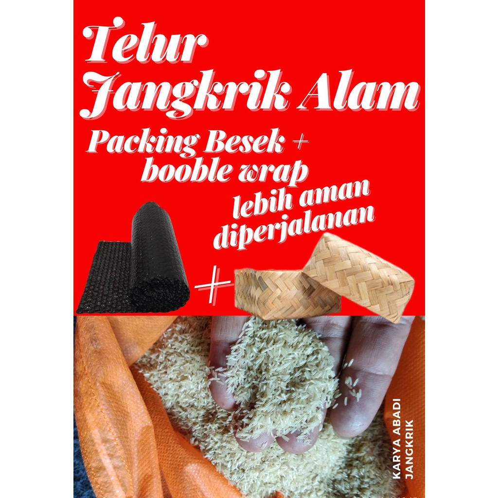 Telur jangkrik alam berkwalitas murah