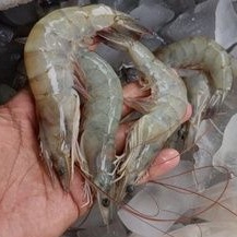 

Udang size 50