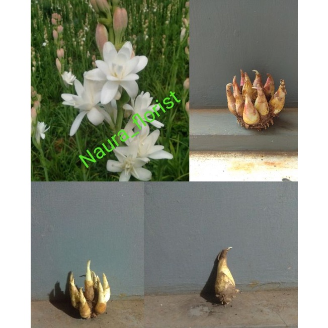 (promo) "bibit bunga sedap malam/bonggol bunga sedap malam