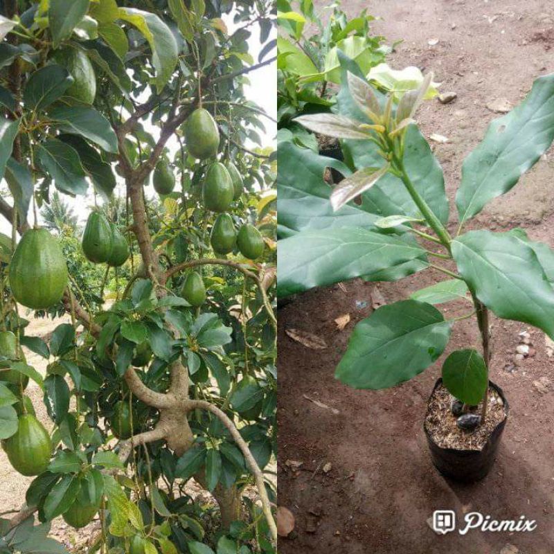 Bibit Alpukat kelud siap berbuah
