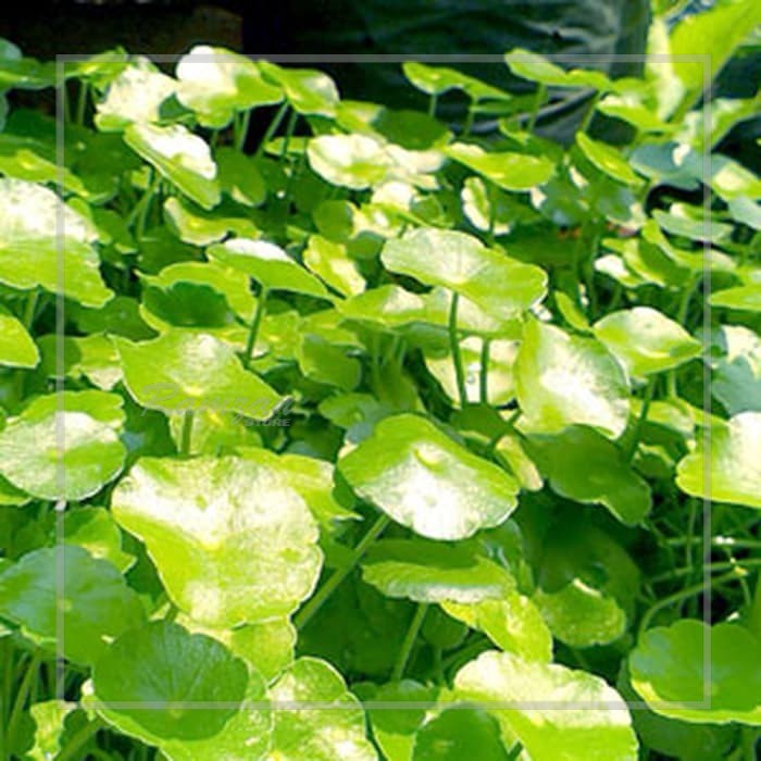 TANAMAN OBAT HERBAL PEGAGAN / BEGAGAN / DAUN PENGGAGAN