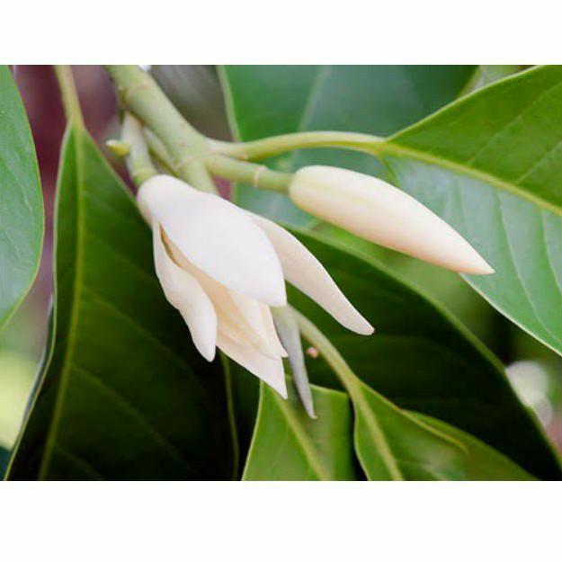 Bunga Kantil Putih fresh masih kuncup (1 bunga)