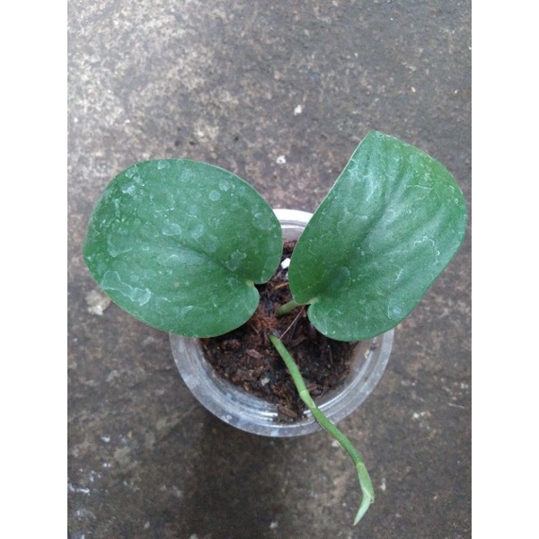 scindapsus jade satin