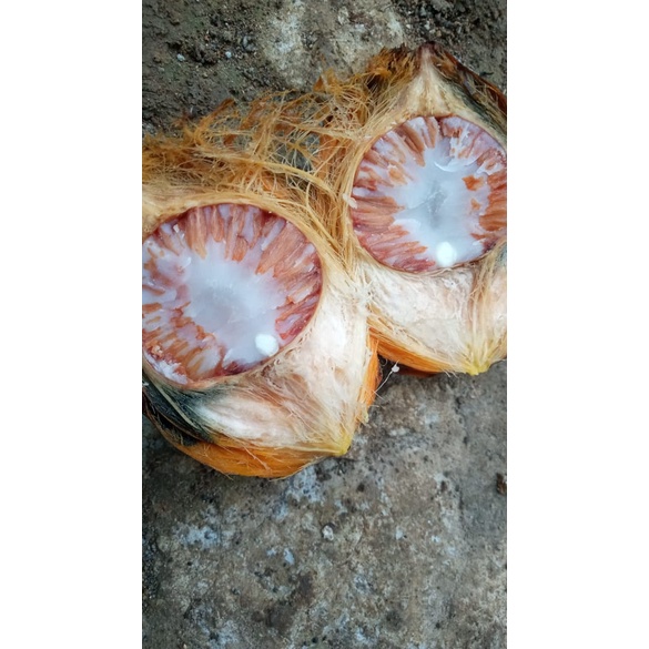 

BUAH PINANG TUA 1KG BUAH PINANG BETARA BUAH JAME JAMBE