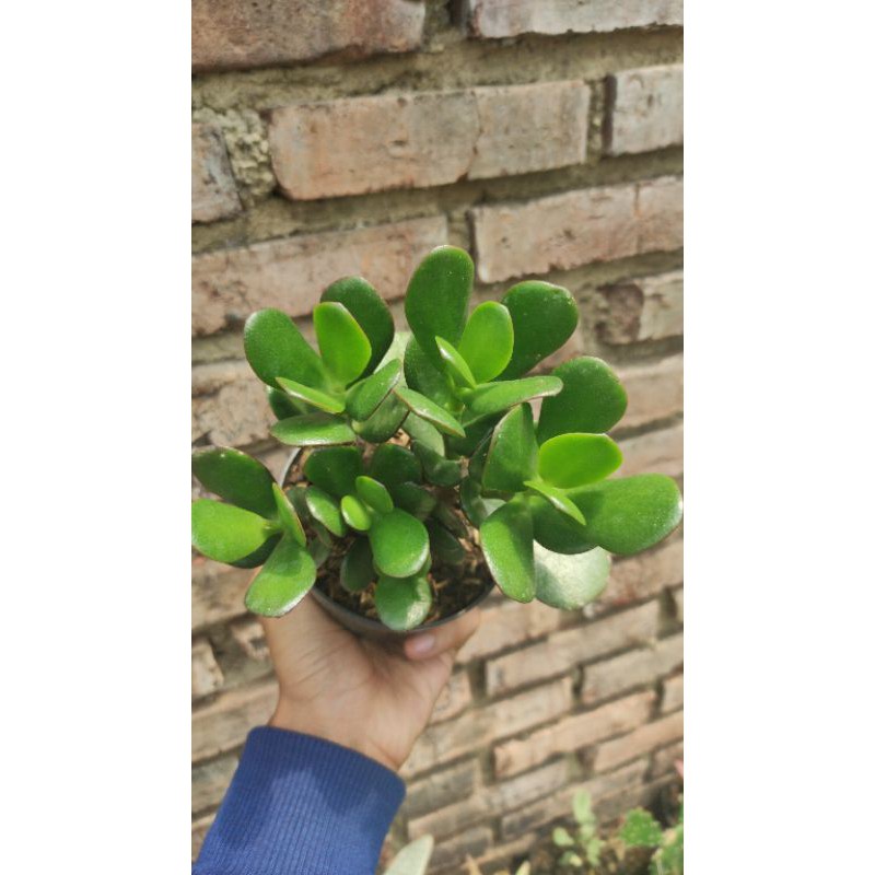 induk jade plant atau jade plant cluster