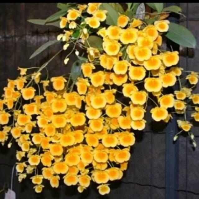 Anggrek dendrobium agregatum dewasa