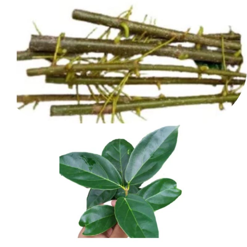 1kg Bibit daun cincau ( batang potong stek )