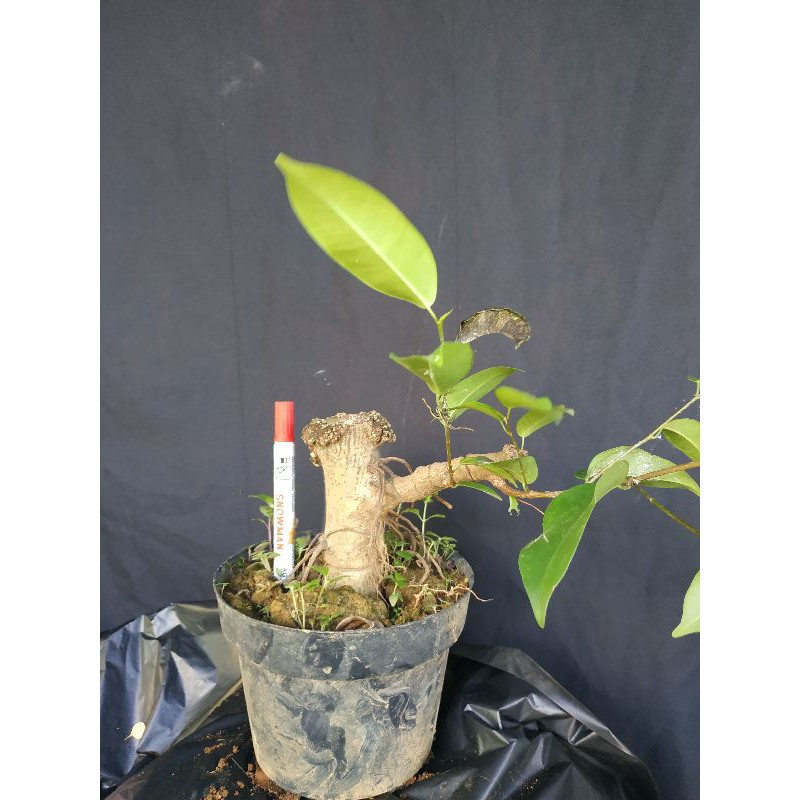 BAHAN BONSAI BERINGIN / BONSAI BERINGIN