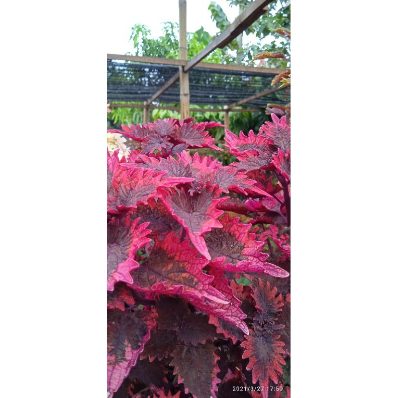 Miana id. Dendeng Balado