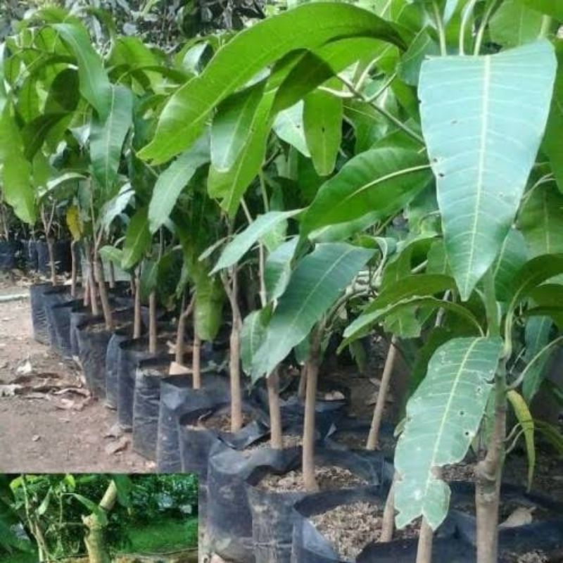 bibit mangga aromanis bibit mangga jumbo hasil okulasi siap berbuah