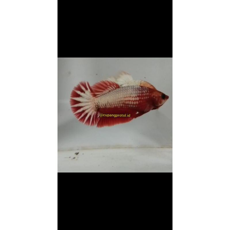 1 PAIR FCCP RED HEAD STARTAIL