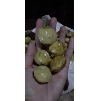 

(O-P-O-✔) jengkol muda / lalap / sayuran 250g pasti dikirim
