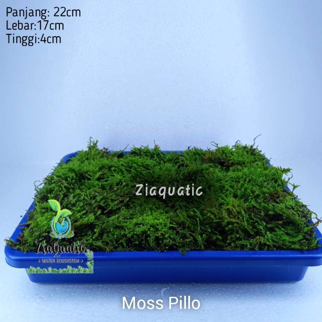 Pillo Moss/Weeping Darat Porsi Nampan - Moss Paludarium Terrarium Vivarium