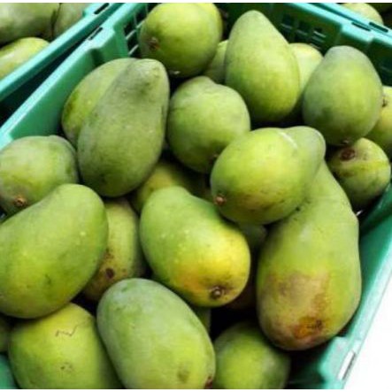 Mangga harum manis /kg