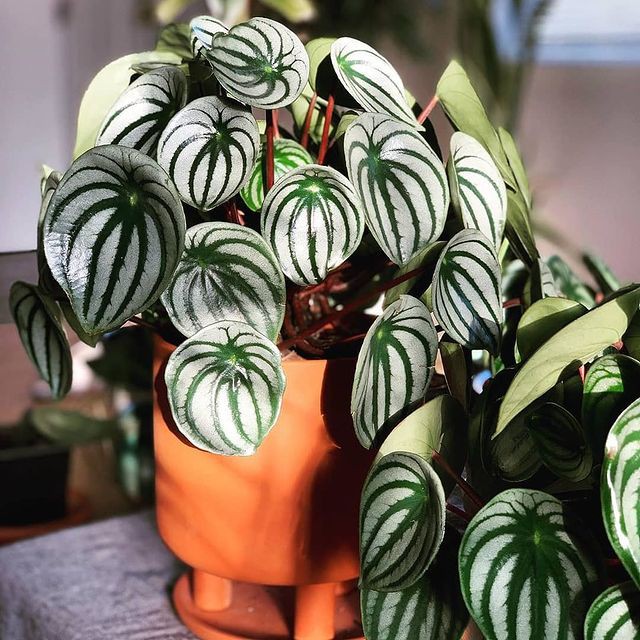 Paket Bunga Peperomia Watermelon dan Jewel Orchid